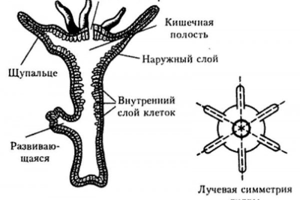 Зеркала на кракен kraken014 com